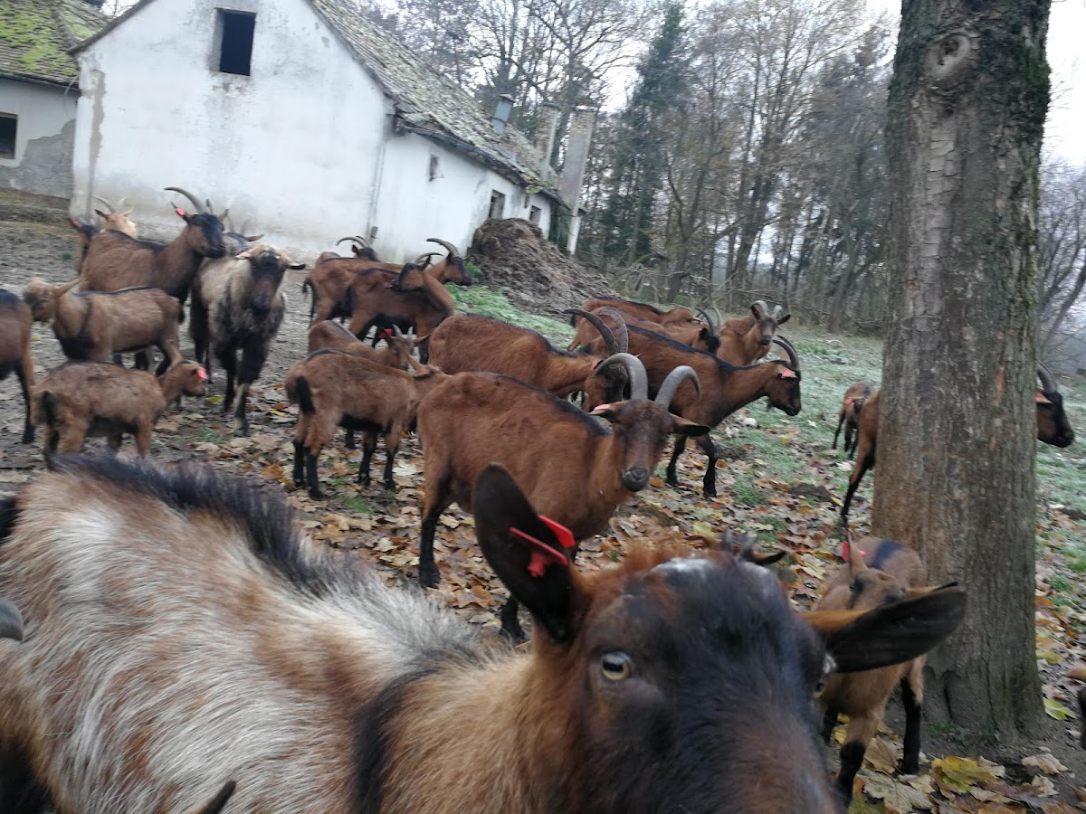 Fotografija lokacije Općina Podravska Moslavina (Općina).
