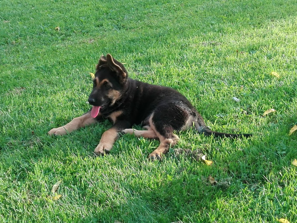 Fotografija lokacije Općina Trnovec Bartolovečki (Općina).