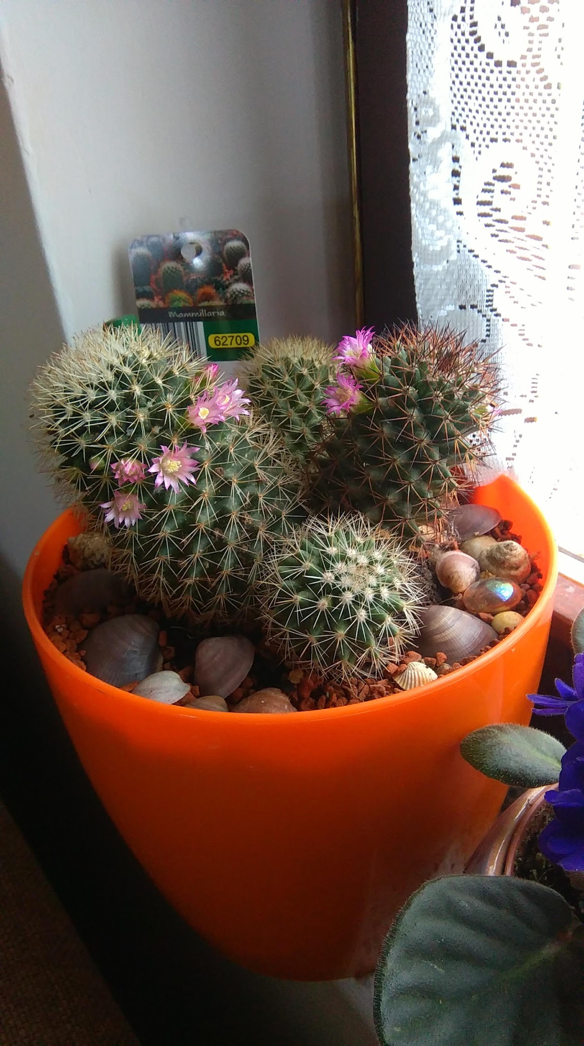 Fotografija lokacije Općina Velika Pisanica (Općina).